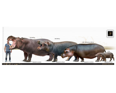 Cypriot pygmy hippopotamus