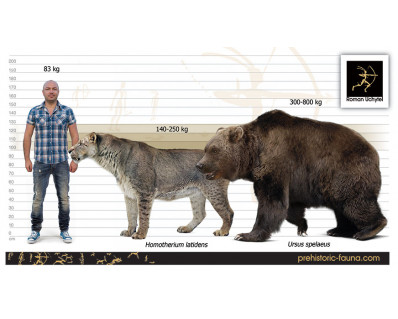 Homotherium latidens