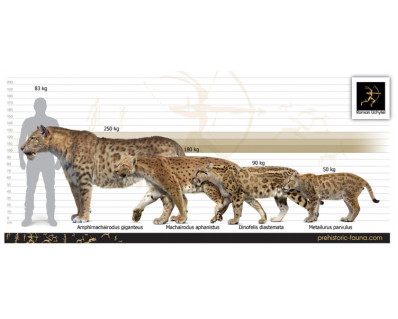 Отпечатки лап крупной кошки из позднего миоцена Краснодарского края