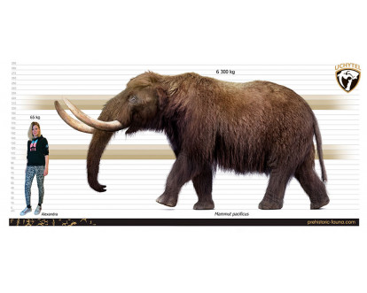 Mammut pacificus image buy Uchytel