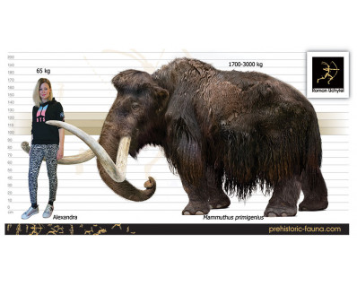 The most recent survival of all known mammoth populations (Wrangel Island)