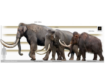 Southern mammoth (Mammuthus meridionalis)