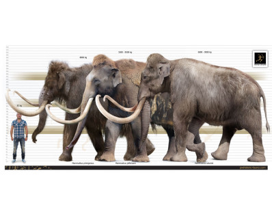 Columbian Mammoth