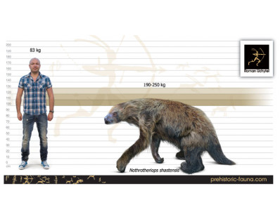 Shasta ground sloth image buy Uchytel