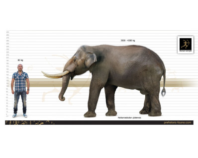 Stegomastodon and Notiomastodon