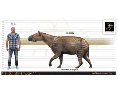 Palaeotherium magnum