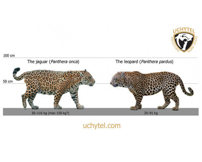 Pleistocene South American jaguar (Panthera onca mesembrina)