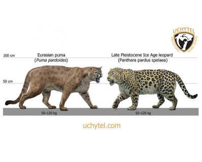 Panthera pardus spelaea