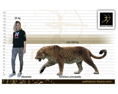 Panthera principialis