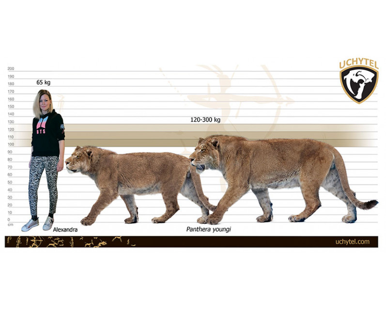 Panthera youngi Panthera youngi