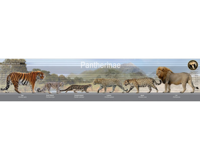 Extinct and Modern Big Cats (Pantherinae)