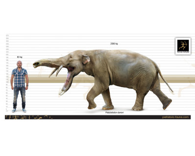 Platybelodon