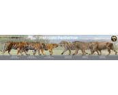 Extinct and Modern Big Cats (Pantherinae)