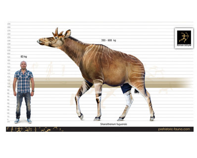 Shansitherium fuguensis