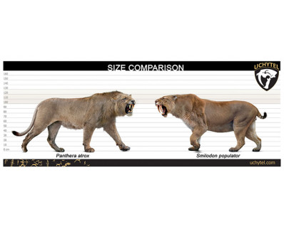 Smilodon populator