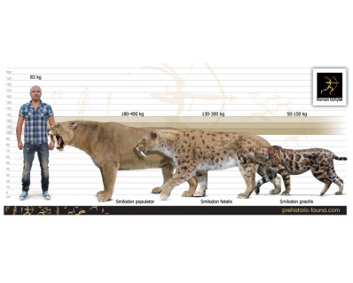 Smilodon (South America)