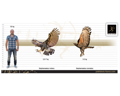 Malagasy crowned eagle