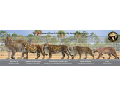 The Central and South American Big cats (Pleistocene)