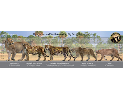 The Central and South American Big cats (Pleistocene)