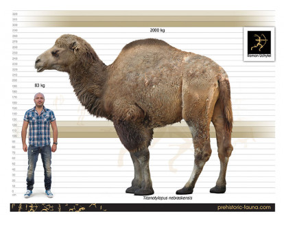 【開店記念セール！】 Titanotylopus nebraskensis image buy Uchytel その他