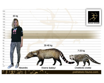 Giant civet