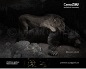 Cave bear and Сave lion
